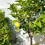 Rosa - With Private Pool