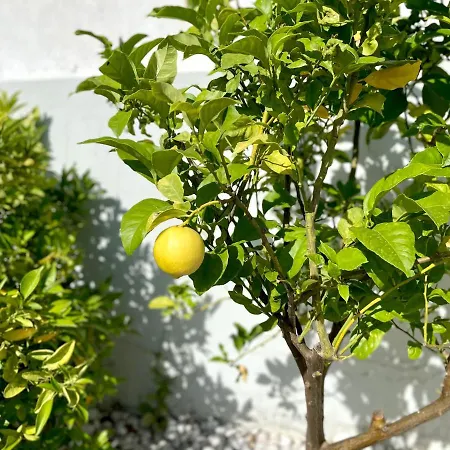 Rosa - With Private Pool